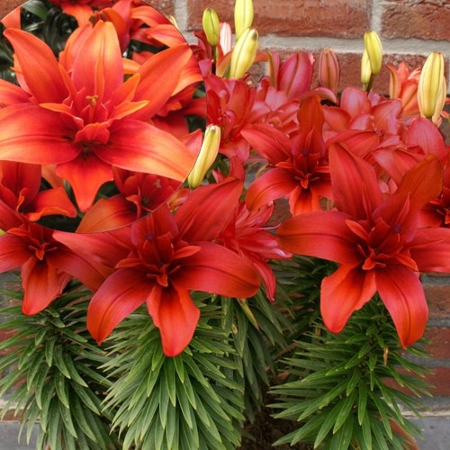 Lilium 'Red Twin' - Liilia 'Red Twin'  